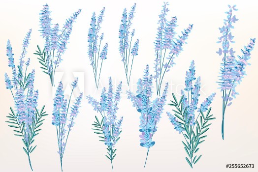 Picture of Big spring set of lavender flowers for design